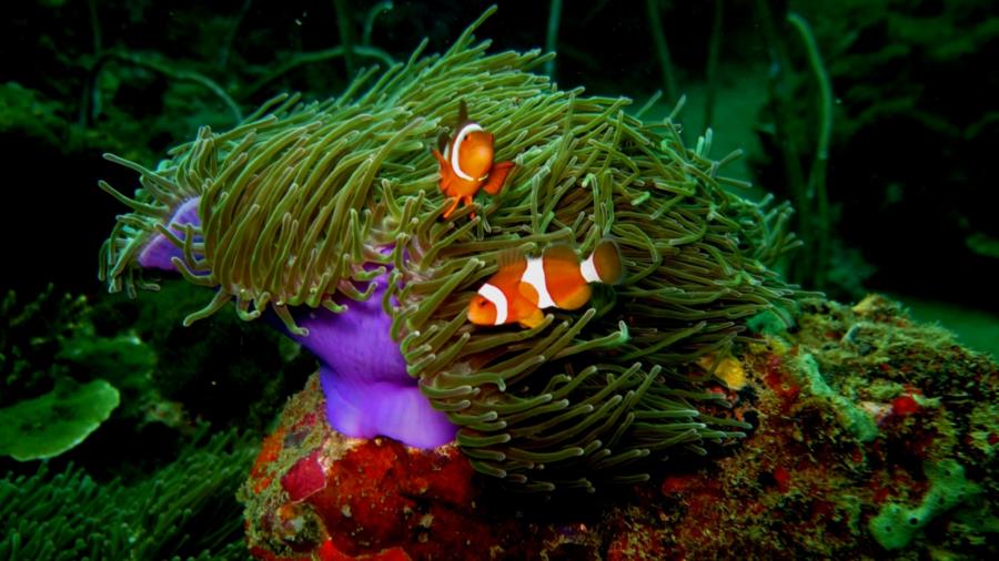 the purple on these anemones was unreal