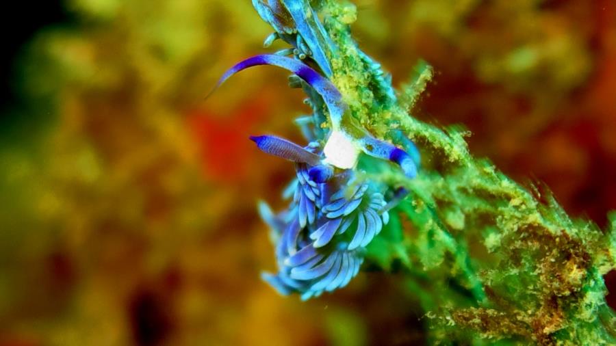 head shot of a blue dragon nudi