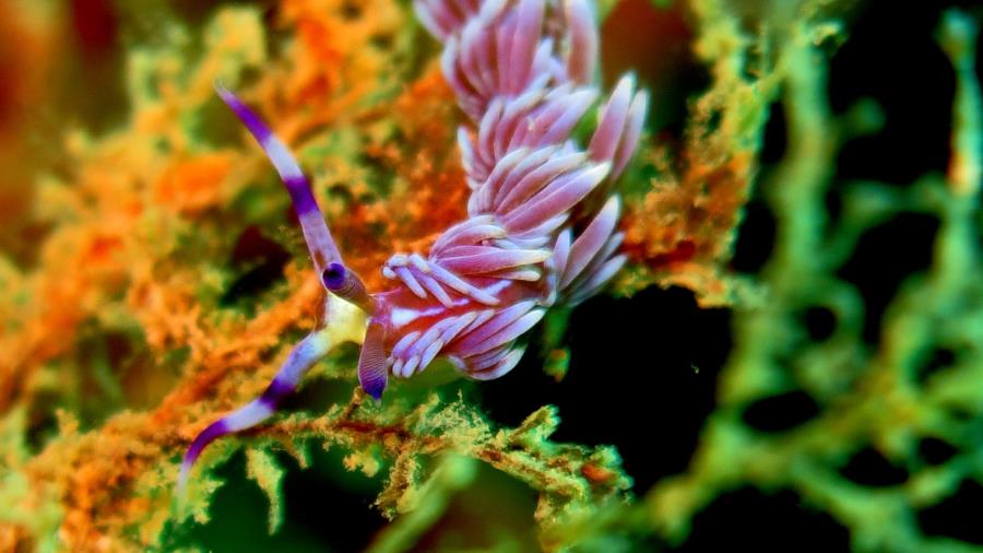 head shot of a purple dragon nudi