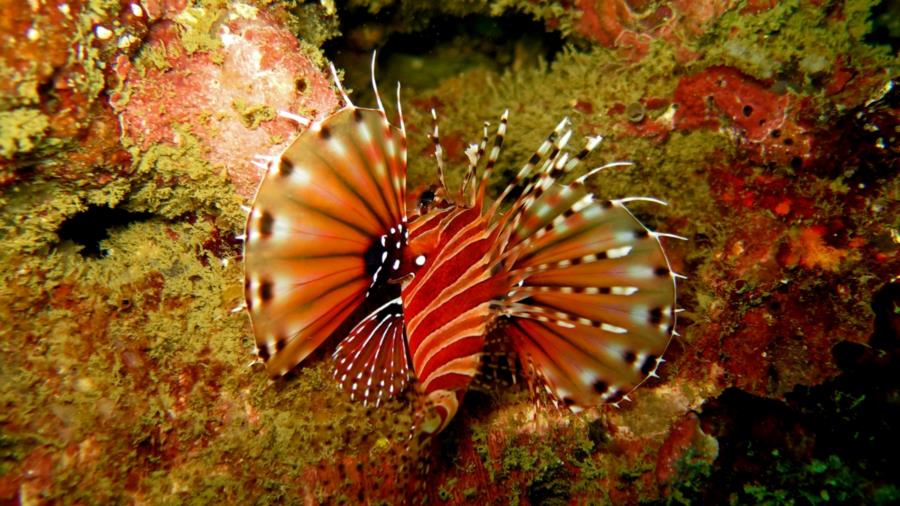 saw 5 types of lionfish while diving in Thailand, think this one was my favorite