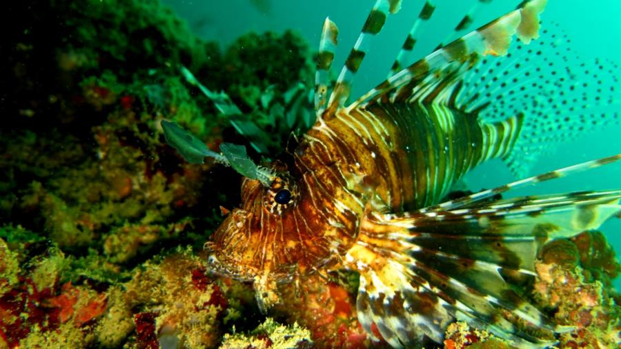 lion fish