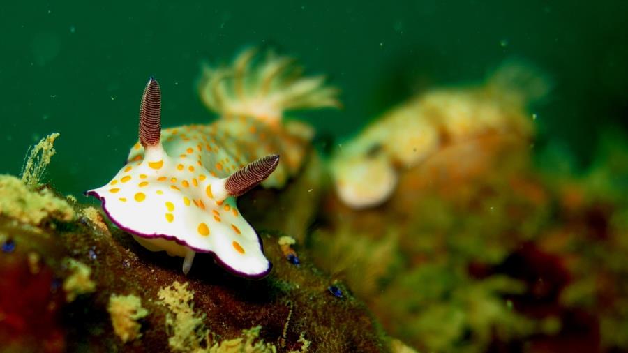 cruising nudi