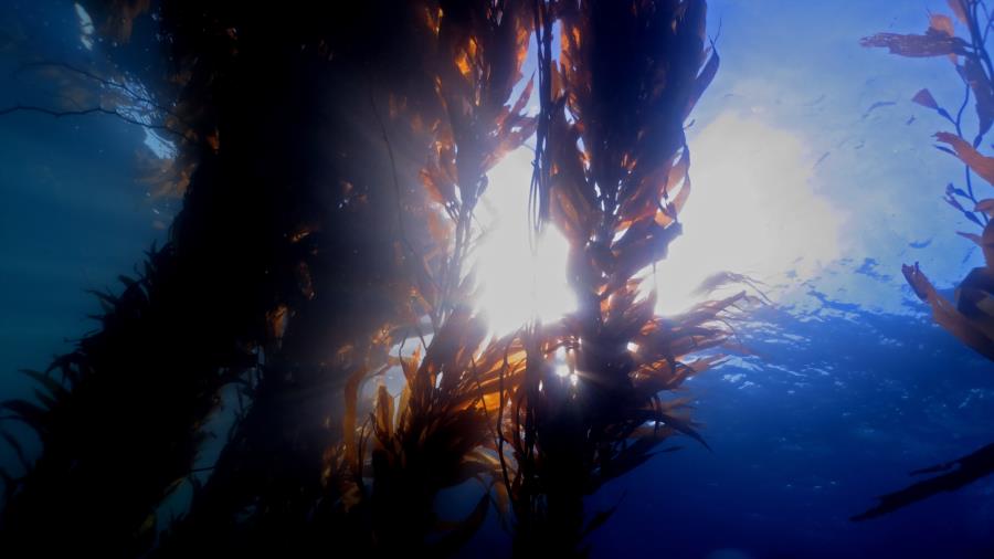 the view looking up through the kelp into the daylight 1
