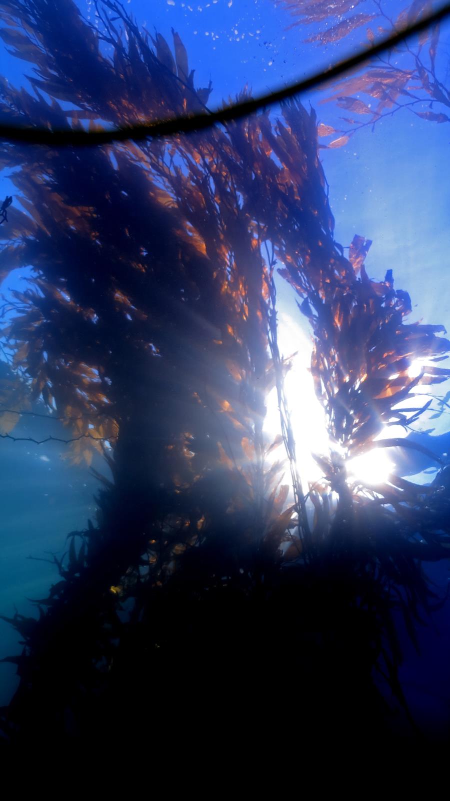 the view looking up through the kelp into the daylight 2