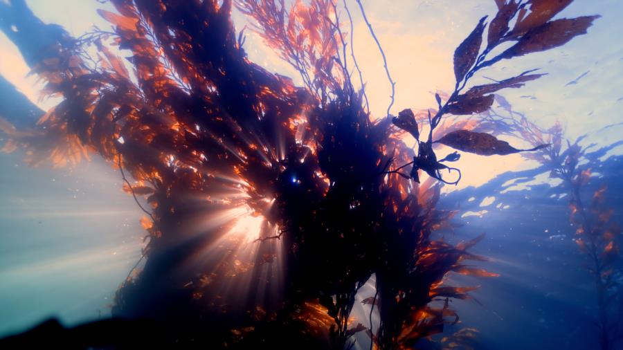 the view looking up through the kelp into the daylight 3