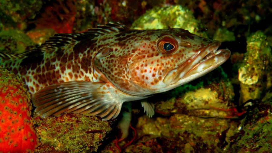 lingcod cold chillin’