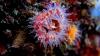 colorful little anemone