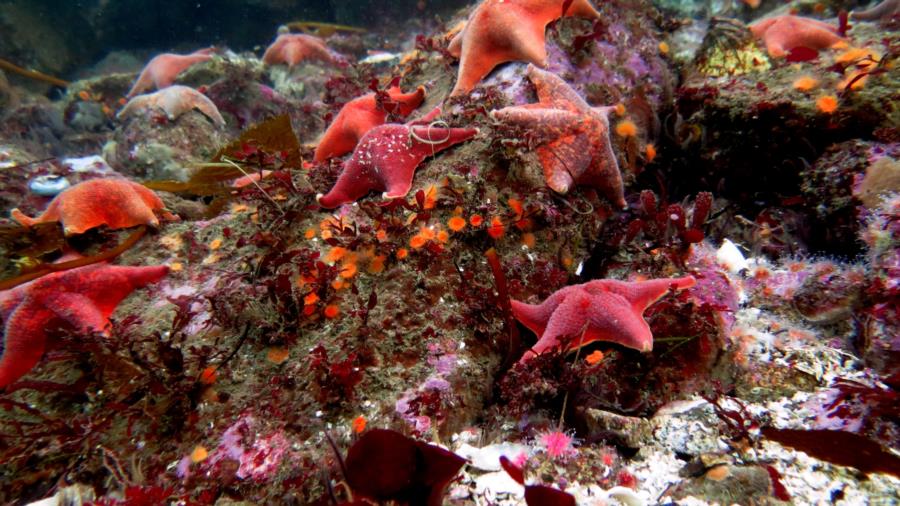 on a clear day you can see all the colors in Monterey Bay