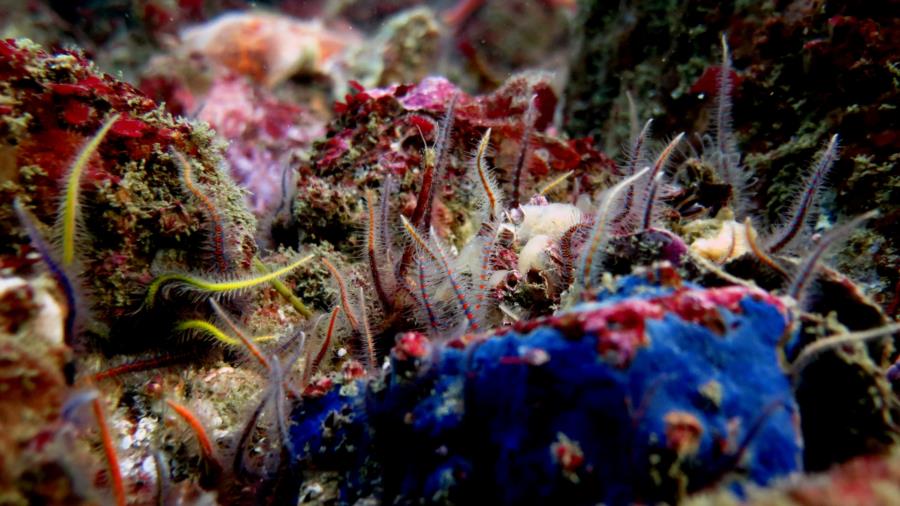 1000s of brittle stars busting out this year