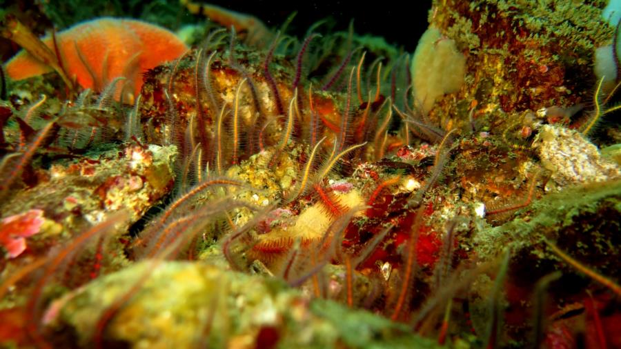 more brittle stars