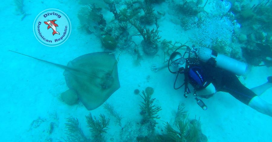 Stingray Bayahibe