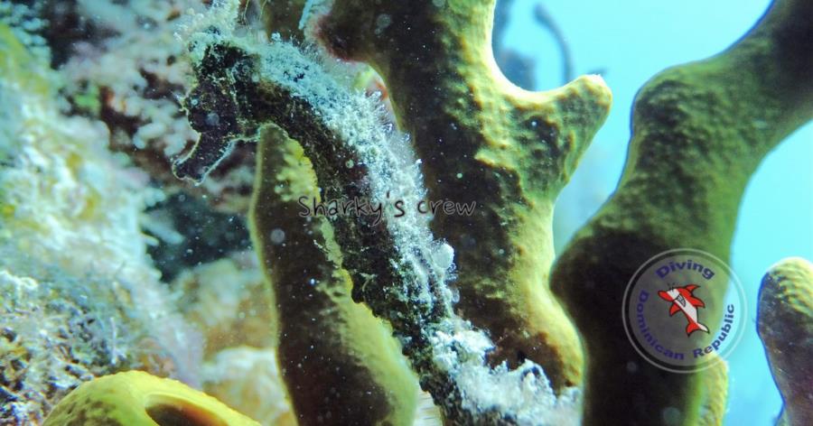 Seahorse Bayahibe