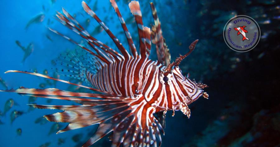 Lionfish Bayahibe