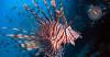 Lionfish Bayahibe