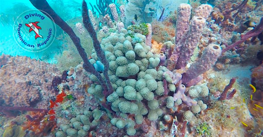 Coral Bayahibe