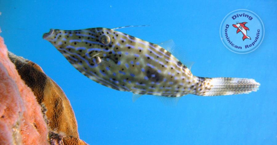 Scrawled Filefish