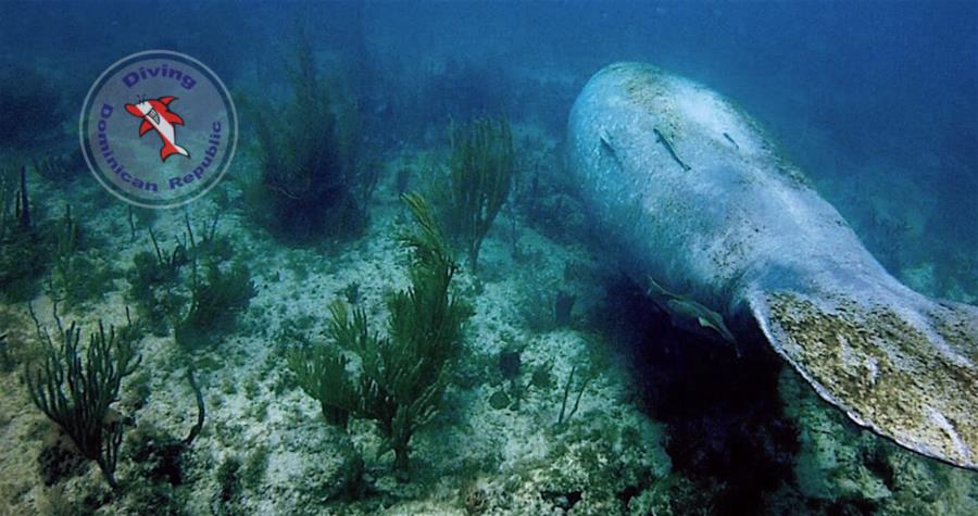 Manatee