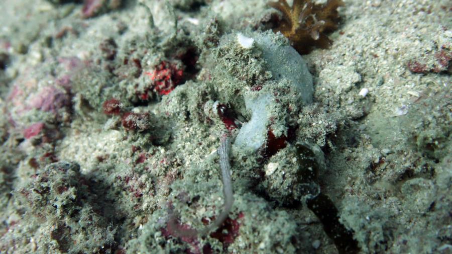 Diving in El Nido