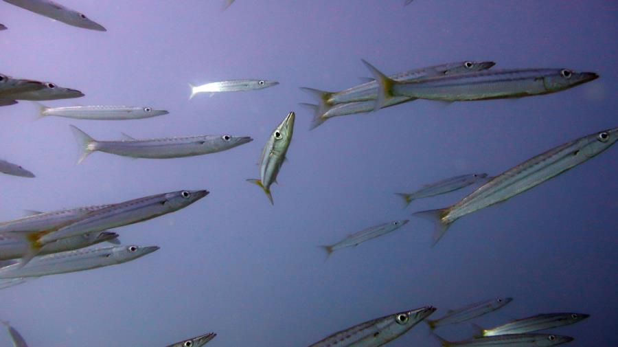 Diving in El Nido