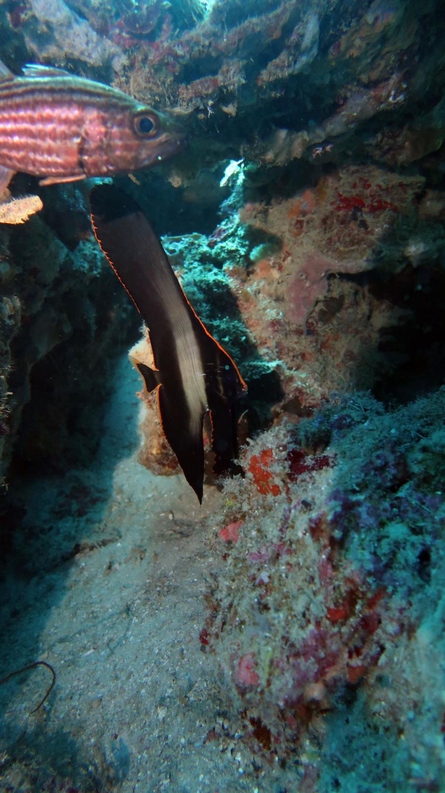 Diving in El Nido