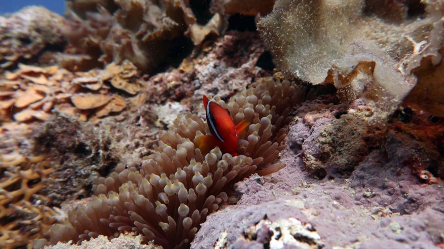 Diving in El Nido