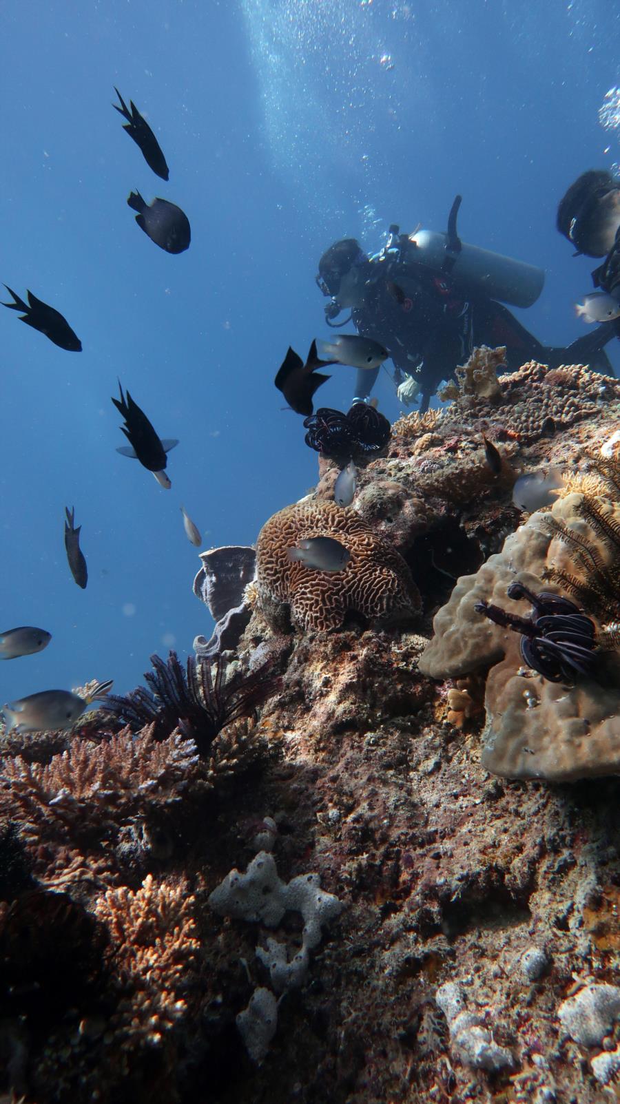 Diving in El Nido