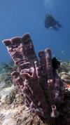 Diving in El Nido