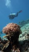 Diving in El Nido