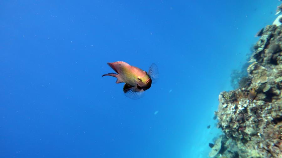 Diving in El Nido