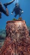 Diving in El Nido