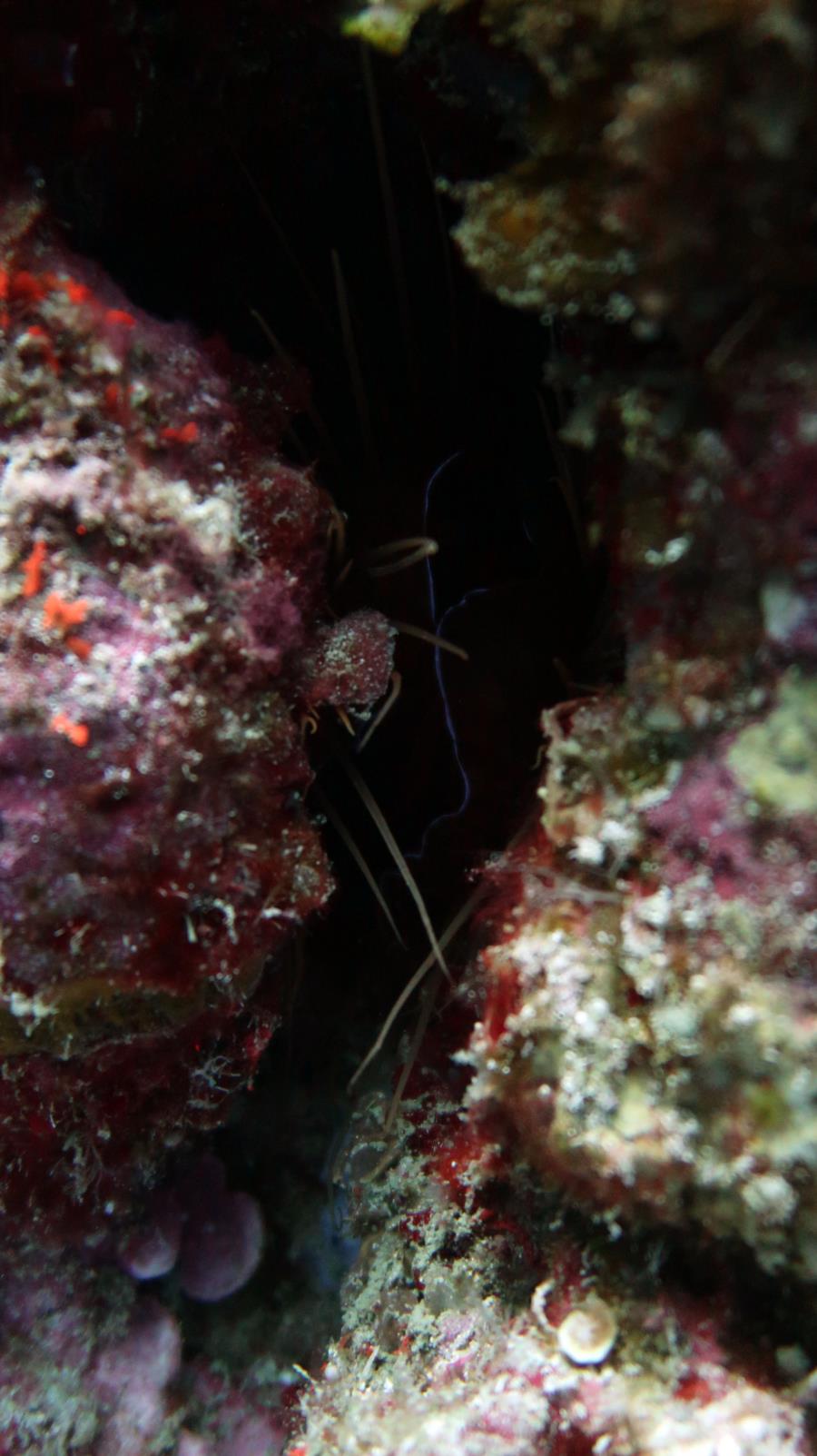 Diving in El Nido