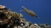 Diving in El Nido