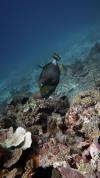 Diving in El Nido