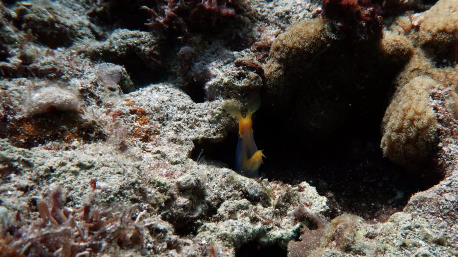 Diving in El Nido