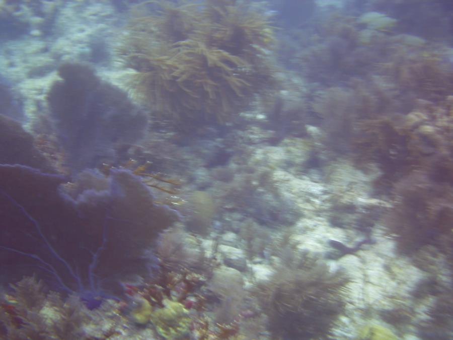 molasses reef