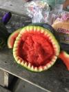 Watermelon Shark II