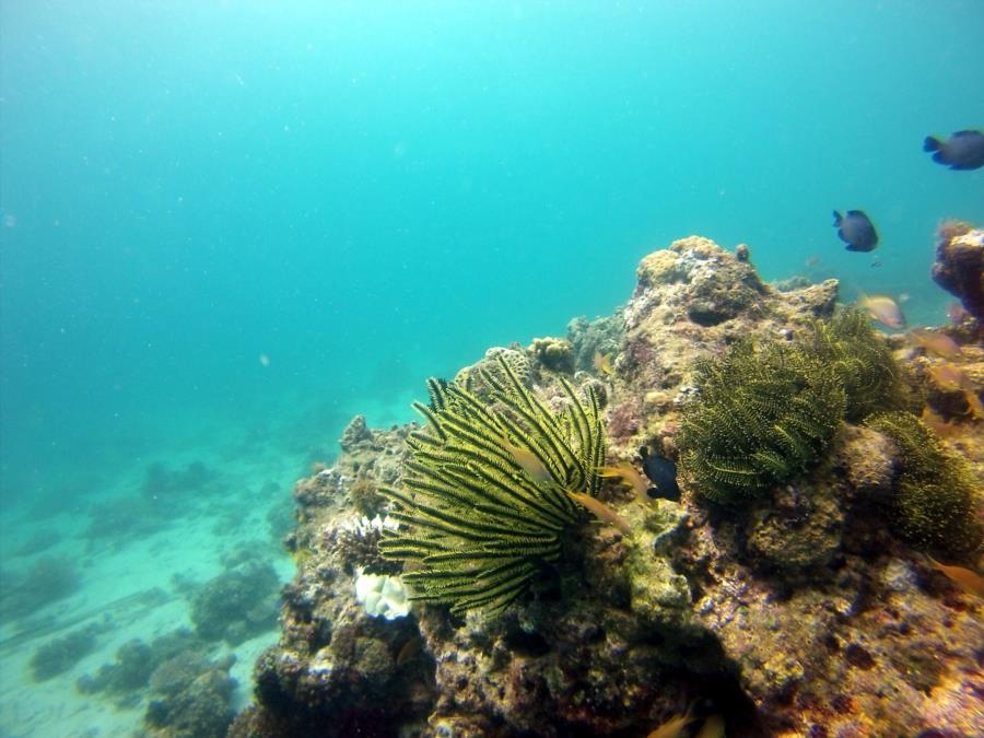 Feather Stars in the Current