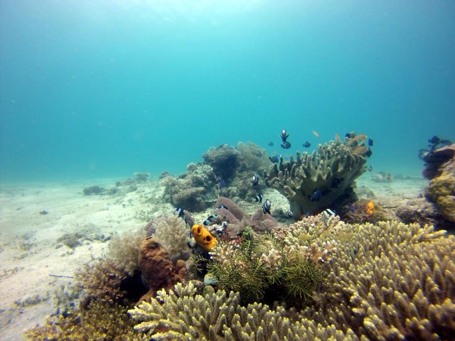 Clown Fish in Southern Leyte
