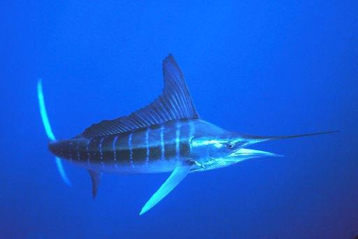 blue marlin 1