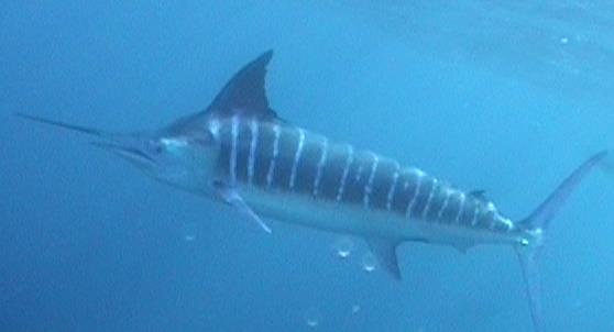 blue marlin 2