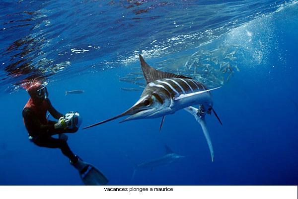 blue marlin 3