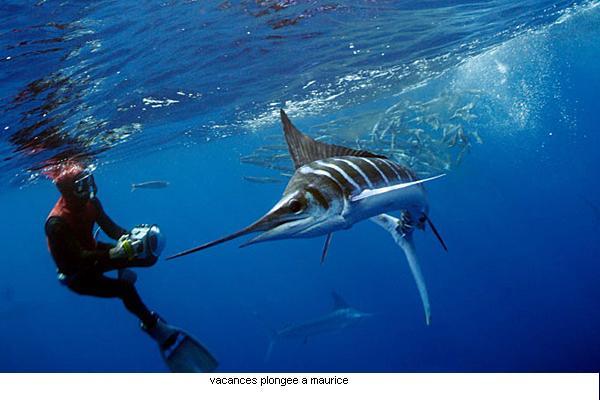 blue marlin 3