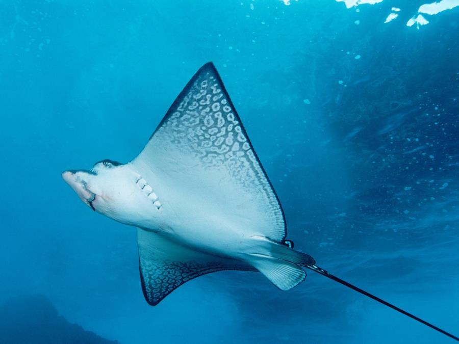 eagle ray 1