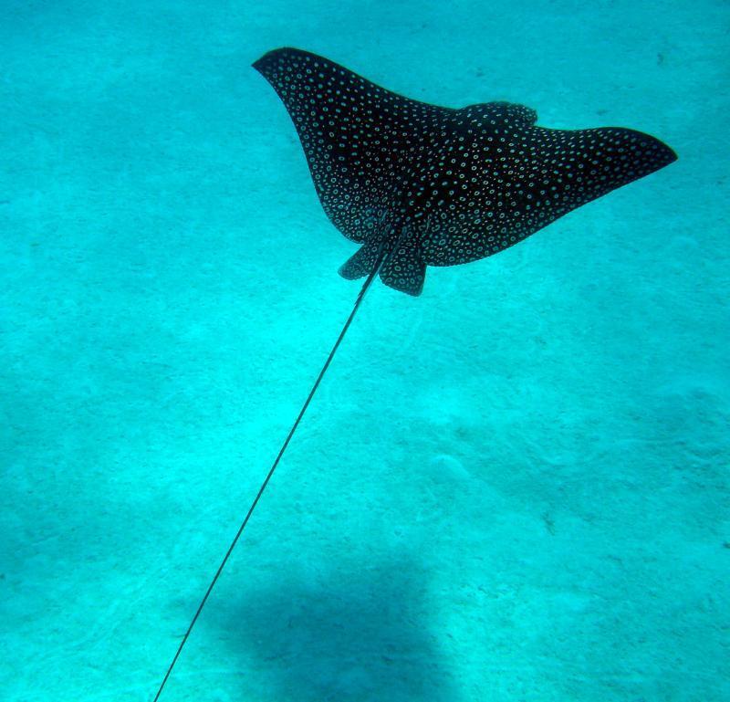 eagle ray 2