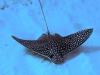 eagle ray 3