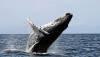 humpback whale2