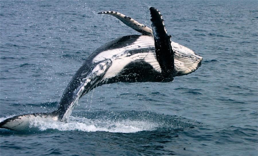 humpback whale 3