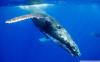 hump back whale whumpback