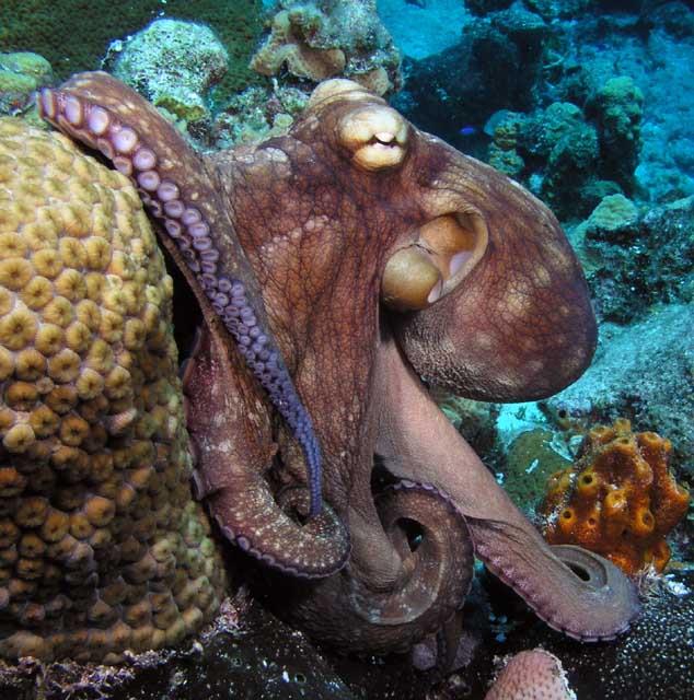 octopus 3