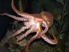 octopus 2 - divingmauritius